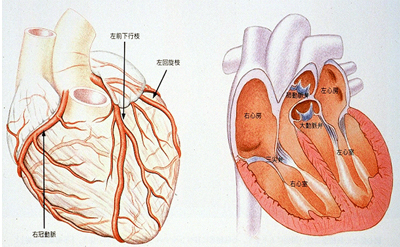 冠動脈と心臓の構造