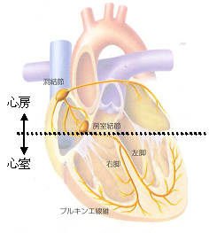 心房と心室
